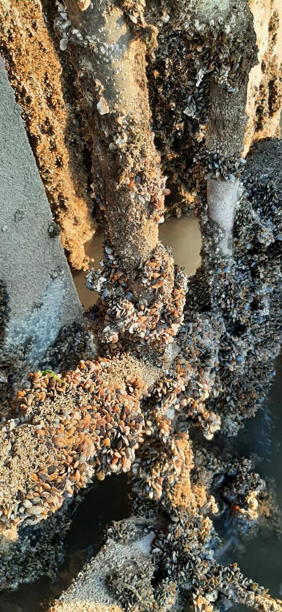 Oosternijkerk Tobornottobヴィラ エクステリア 写真